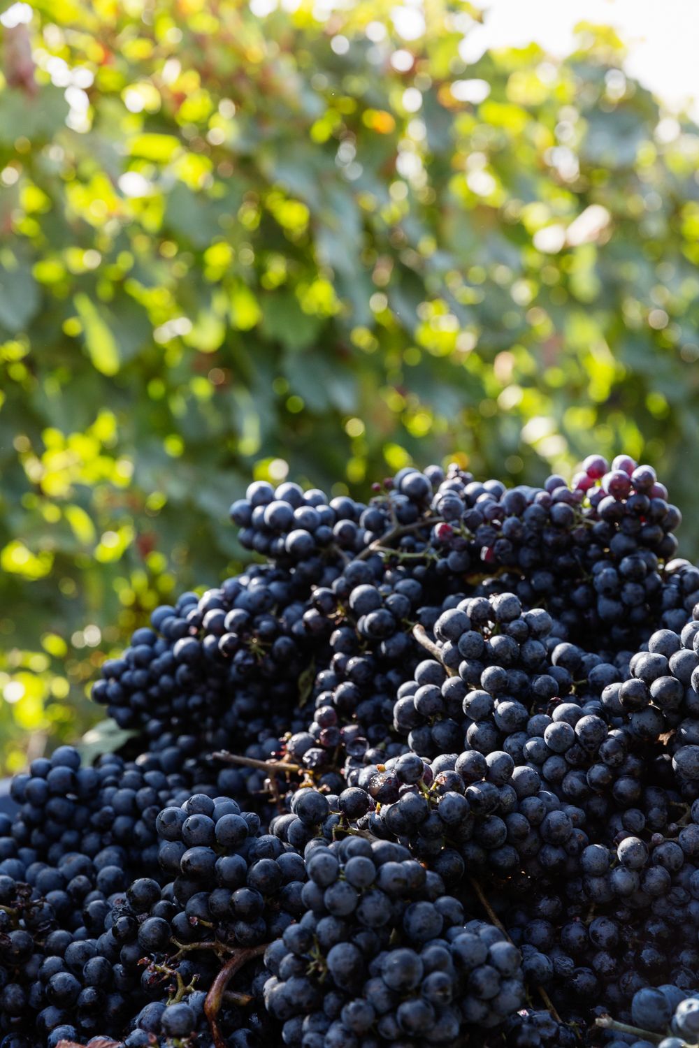 Vineyard Harvest