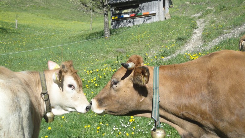 Murboden cows, © Bio-Bergbauernhof Lueg