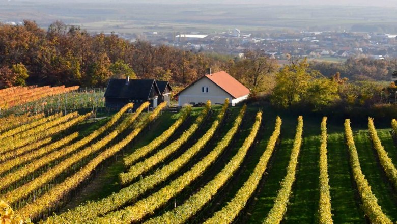 Vineyards with yellow leaves and a small house in the background.