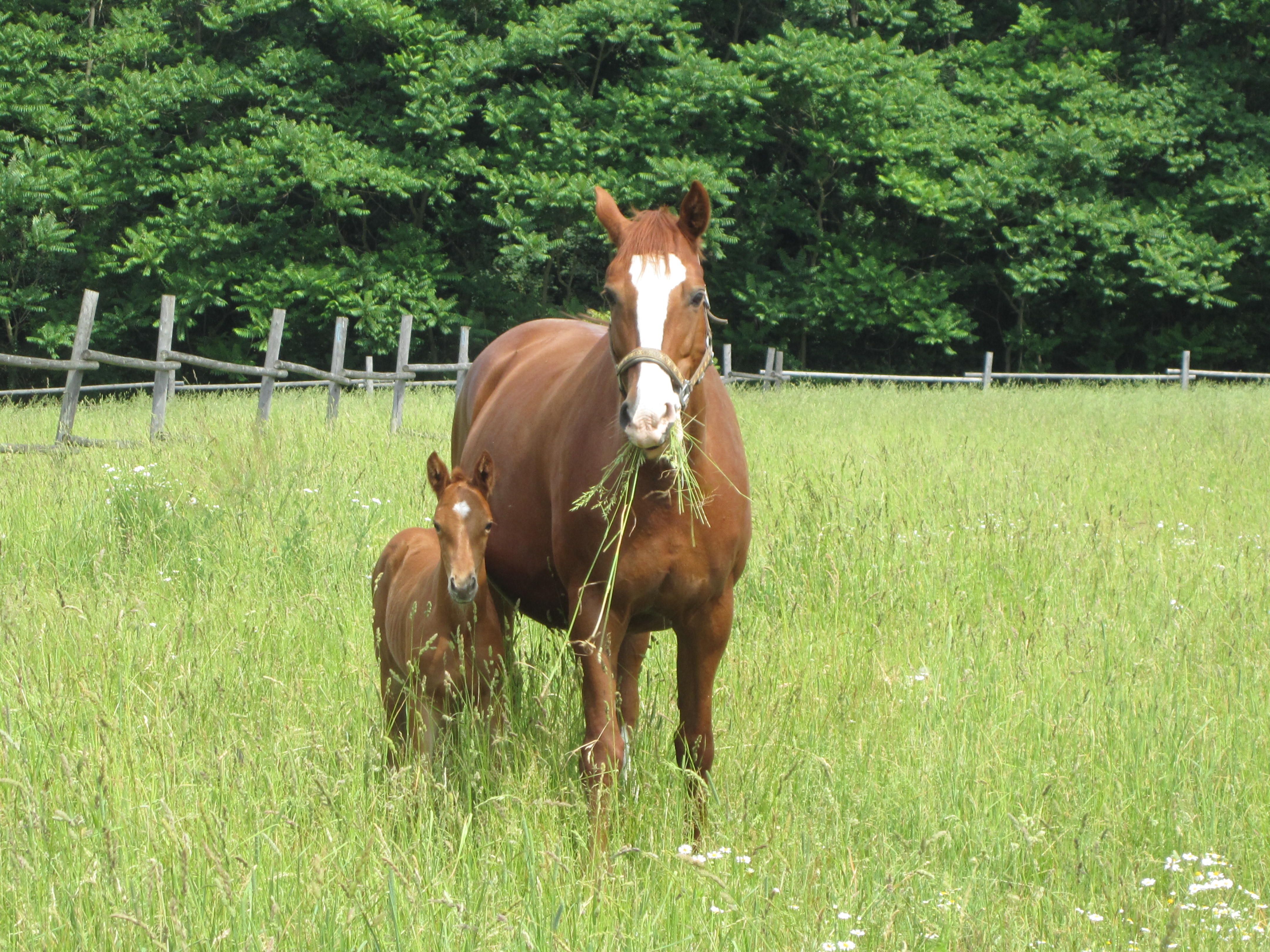 A mare and her foal are standing in a green meadow in front of a forest.