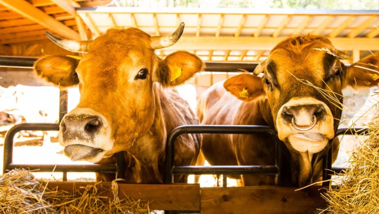 Cows, © www.lensflair.at