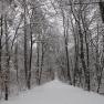 The Vienna Woods in winter, © Elfriede Kazda