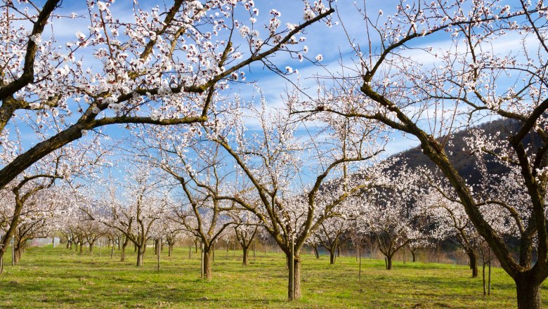 Blooming apricot trees in an orchard in the Wachau.