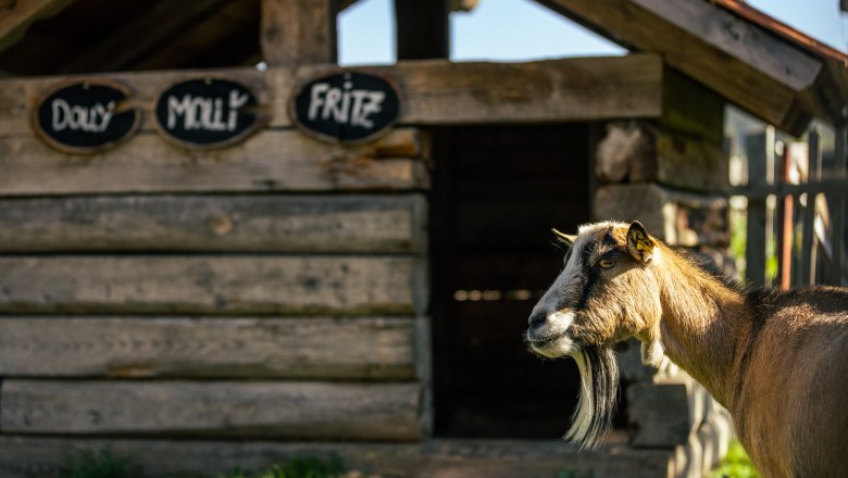 A goat stands in front of a wooden goat pen with name tags.