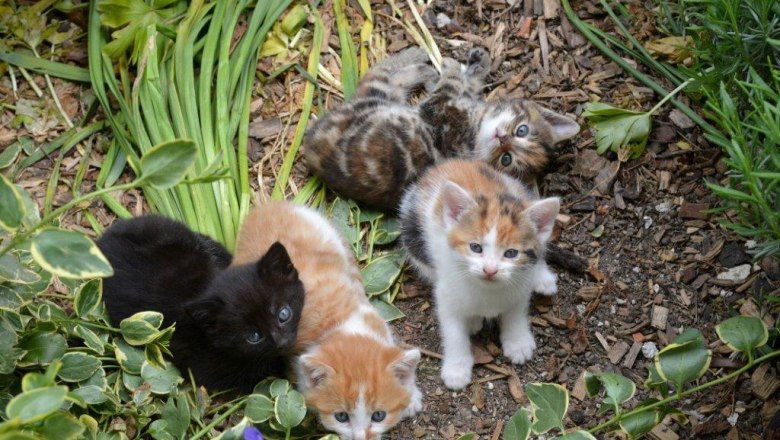 Kitten, © Melanie Roseneder