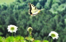 A butterfly flies over white flowers in front of a blurred forest background.