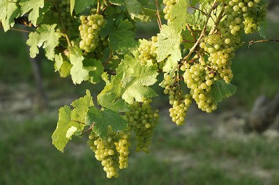 preview_wag_weinlehrpfadkoenigsbrunn_cjosefstefan_287da95060, &copy; josefstefan