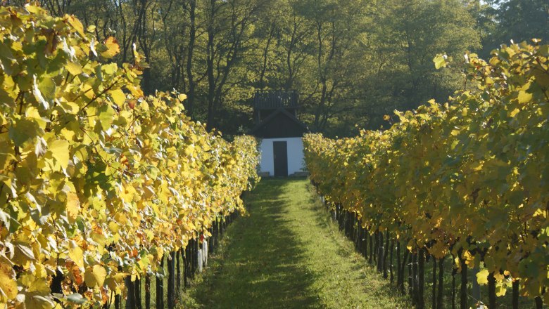 Vineyard with Hiata hut in the background.
