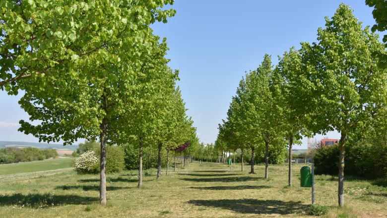 Avenue of Love, © StadtGemeinde Mistelbach / Mag. Mark Schönmann