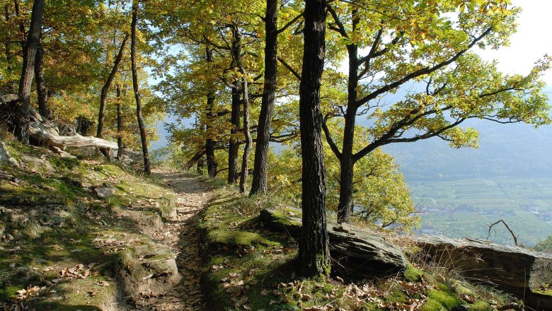 A forest path on a hill with trees and leaves in the fall.