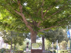 Fl&uuml;gelnuss, &copy; Donau Nieder&ouml;sterreich - Kamptal-Wagram-Tullner Donauraum