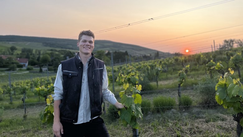 Person in the vineyard at sunset.