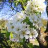 Blossoming fruit tree in spring