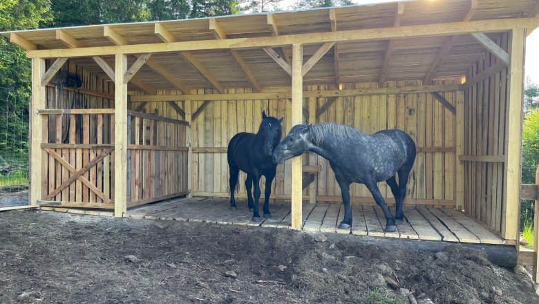 Two horses are standing in a wooden shelter on a farm.
