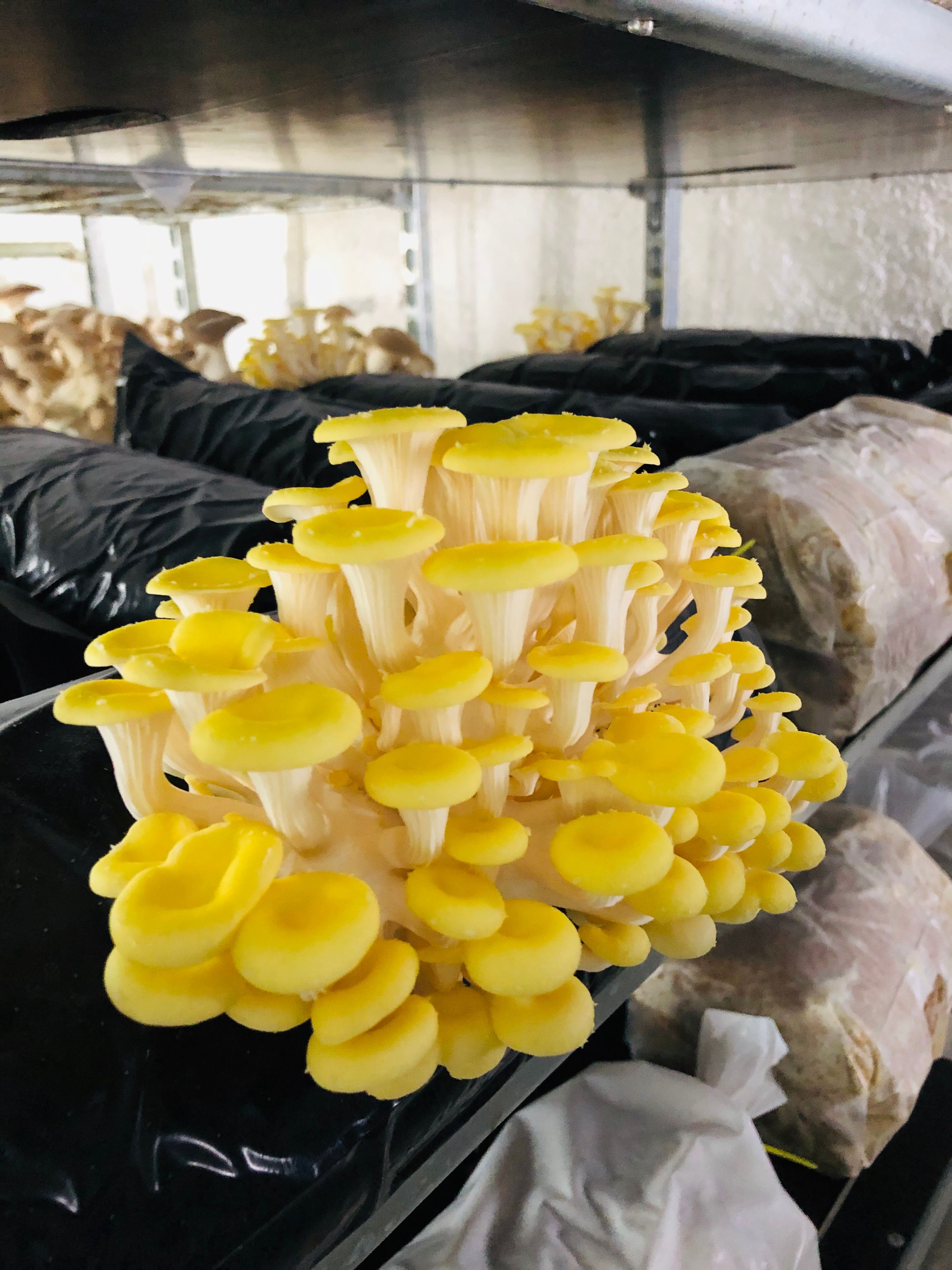 Reiser mushroom farm, Rohrau