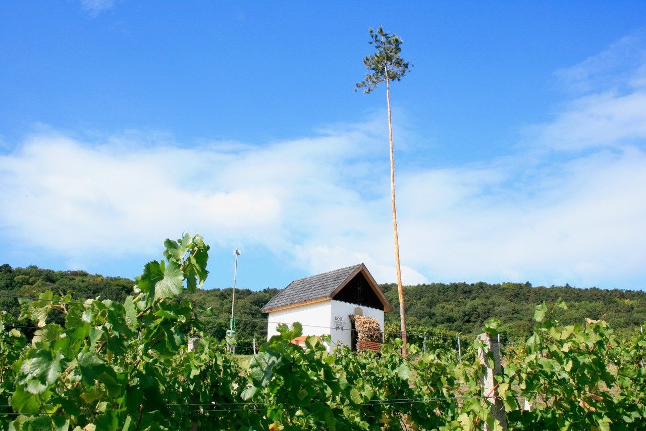 Wine tavern & winemaking Zechmeister