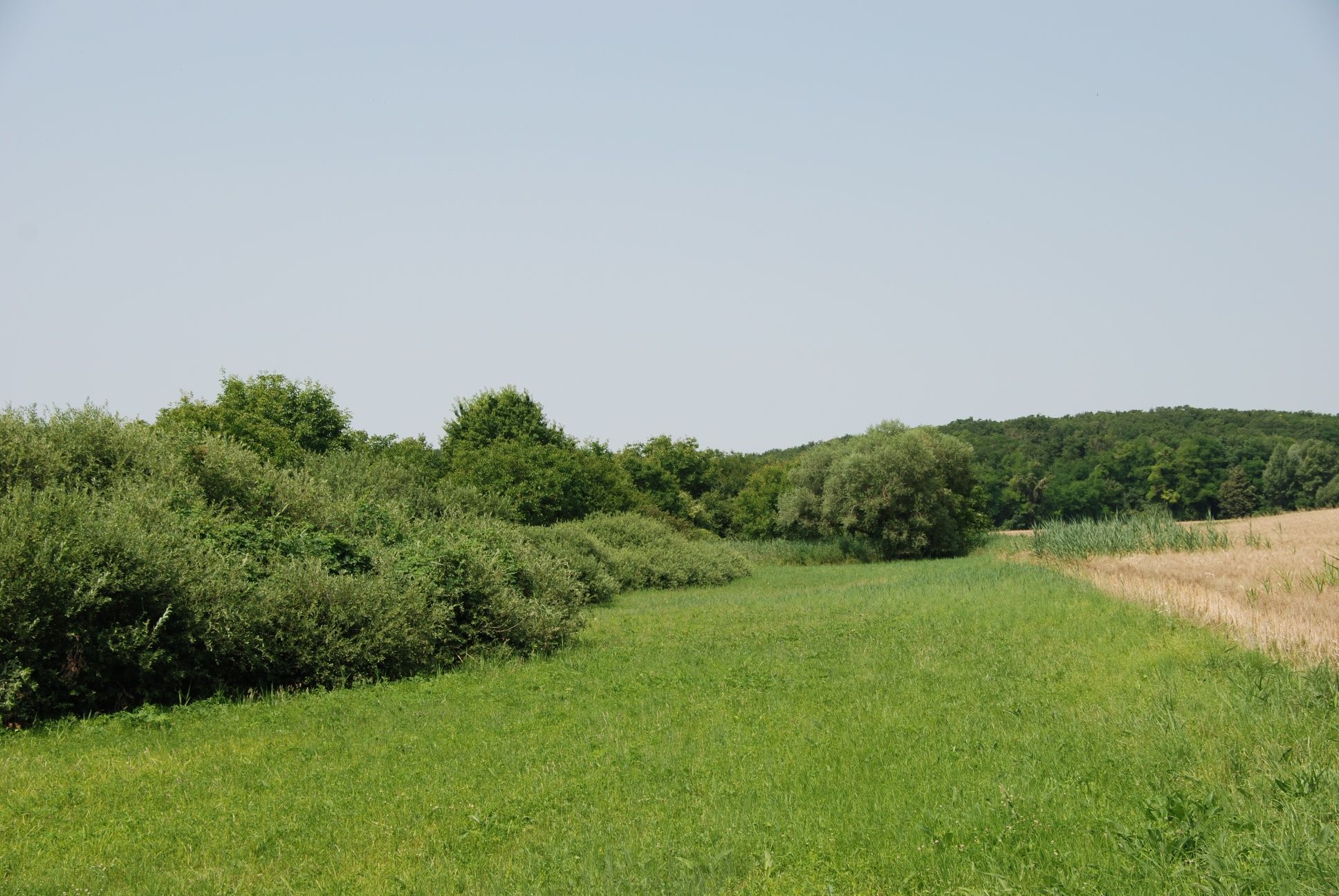 Obergrundwiese biotope