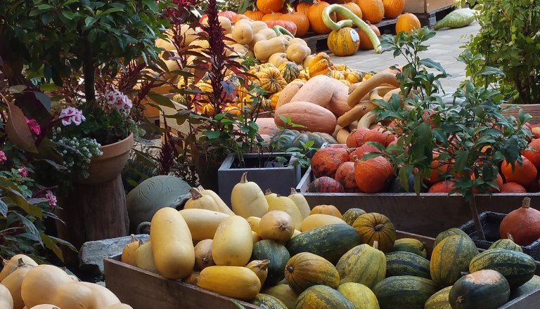 Countless pumpkin varieties at Kurbishof Heisler, &copy; Familie Heisler