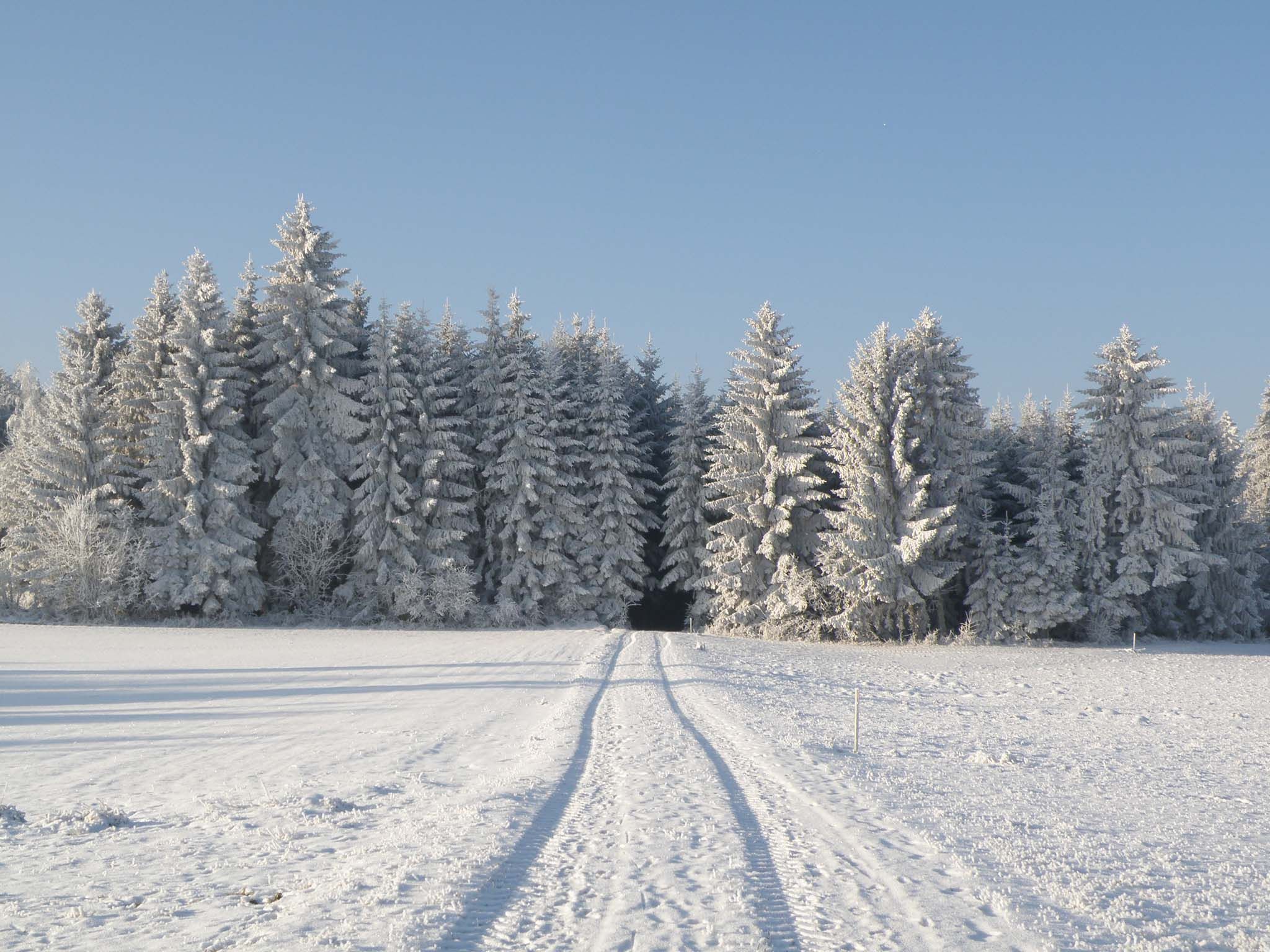 winter_fairy-tale-forest