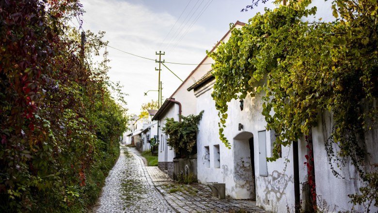 A picturesque, cobbled alley with white wine cellars and lush greenery in Sitzendorf.