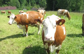 Hello! We are the organic cows from Waldviertel …, © Biohof Hammerschmidt