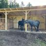 Two horses are standing in a wooden shelter on a farm.