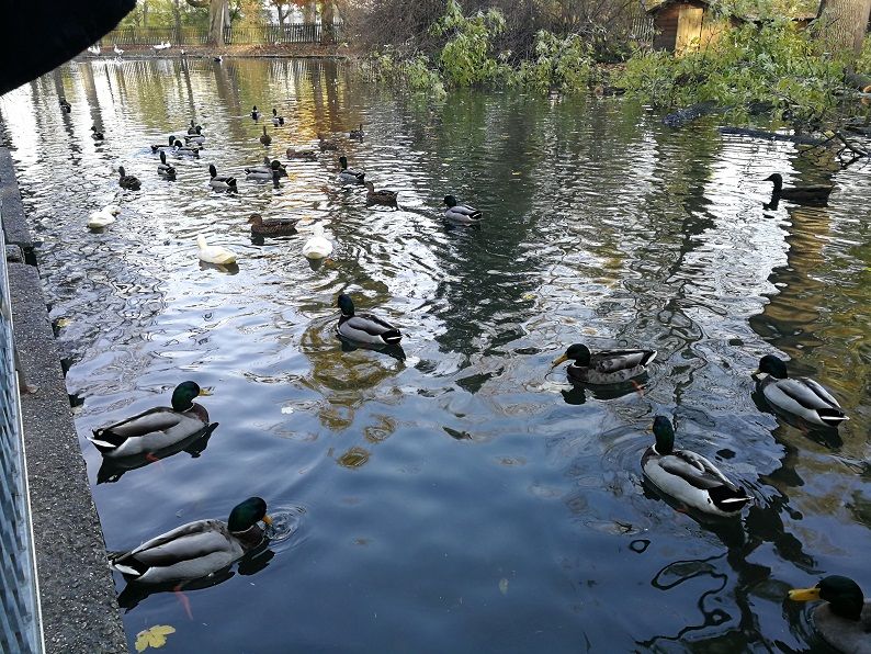 Ducks swim in a pond in Hammerpark.