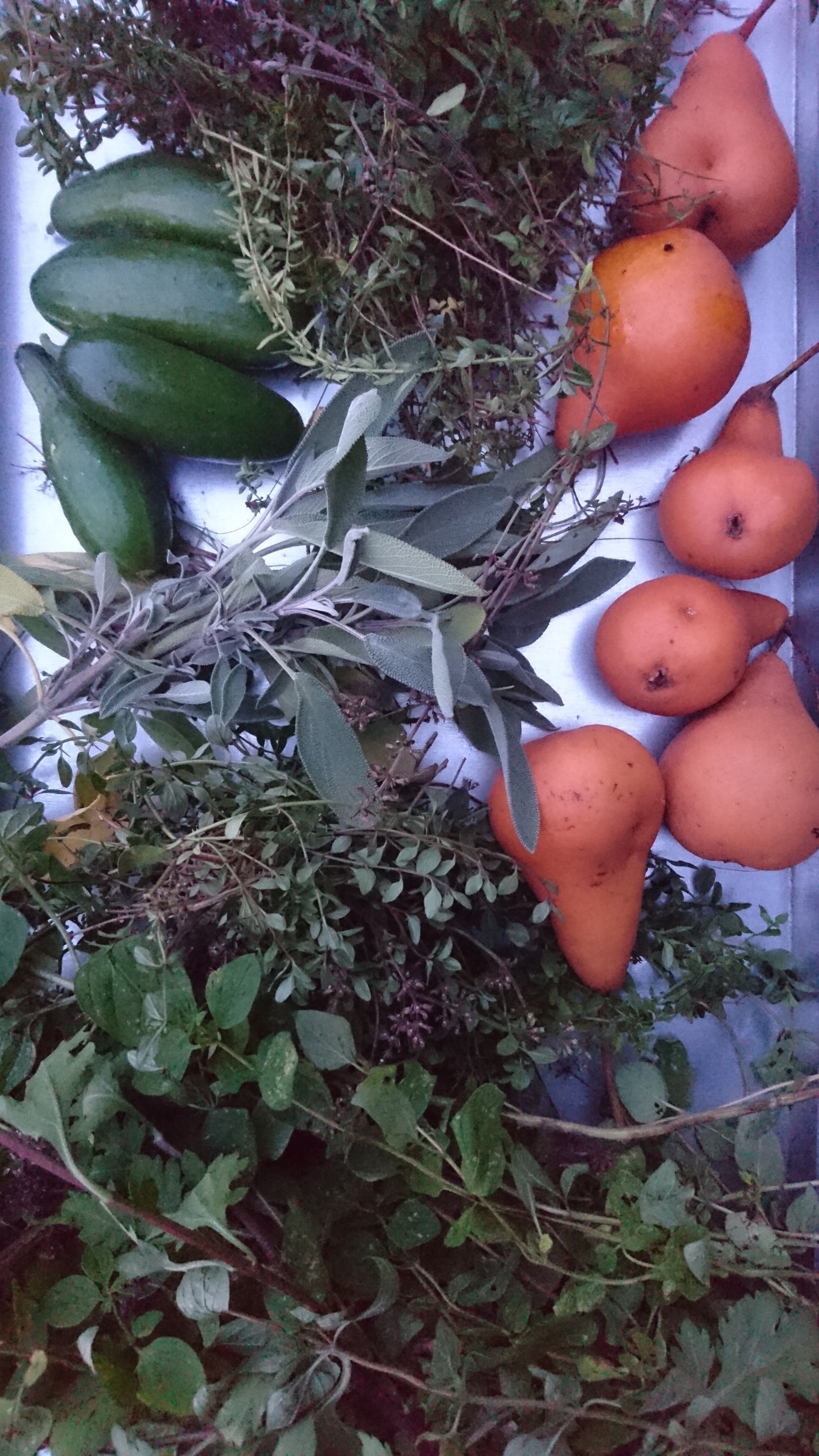 Various herbs and pears on a table.