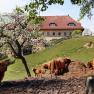 Highland cattle in a meadow in front of a farmhouse.
