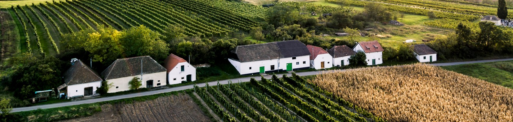 Kellergasse Weinviertel, © Weinviertel Tourismus/Robert Herbst