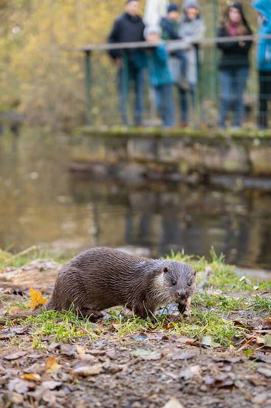 An otter feeds on the shore while people watch in the background.