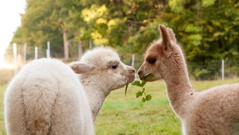 Freddy and Ilvy, © Alpakagarten Texingtal