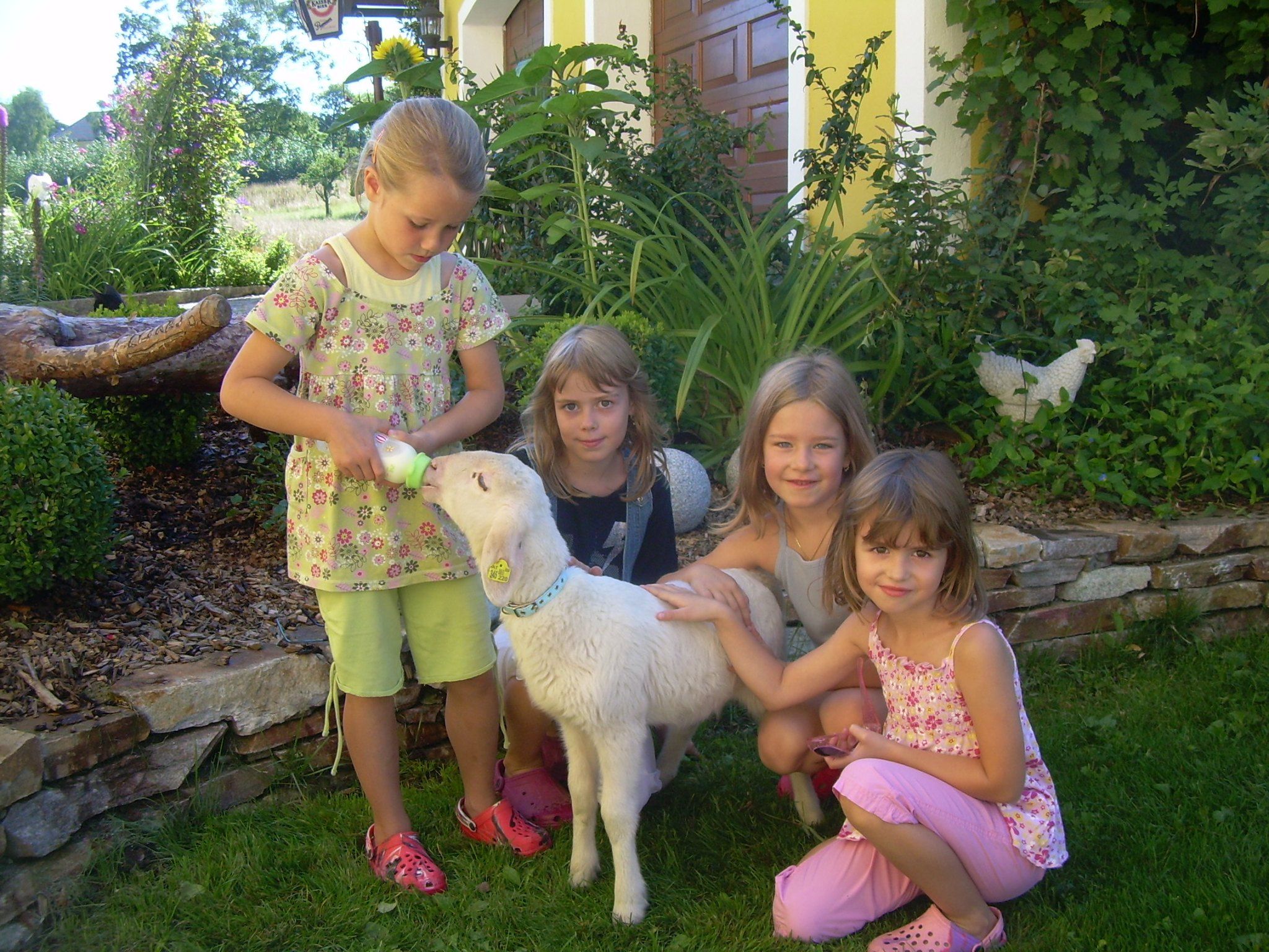 Four children in the garden with a goat drinking from a bottle.
