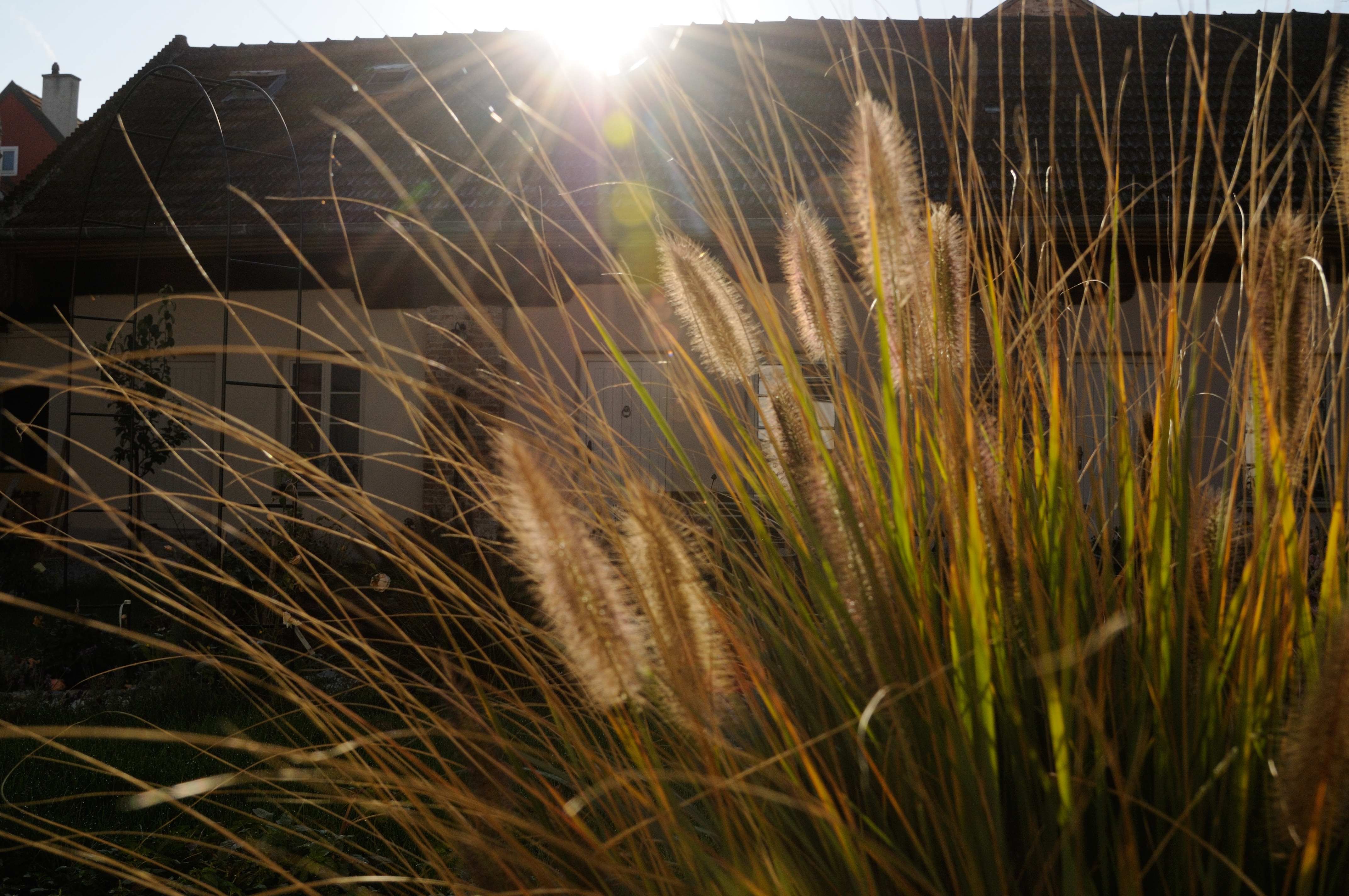 Sunlight shines through ornamental grass in front of a house roof.