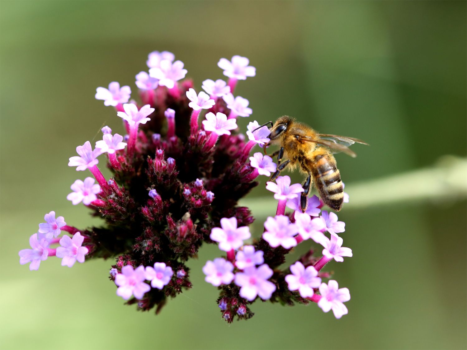 A bee sits on a purple flower and collects nectar.
