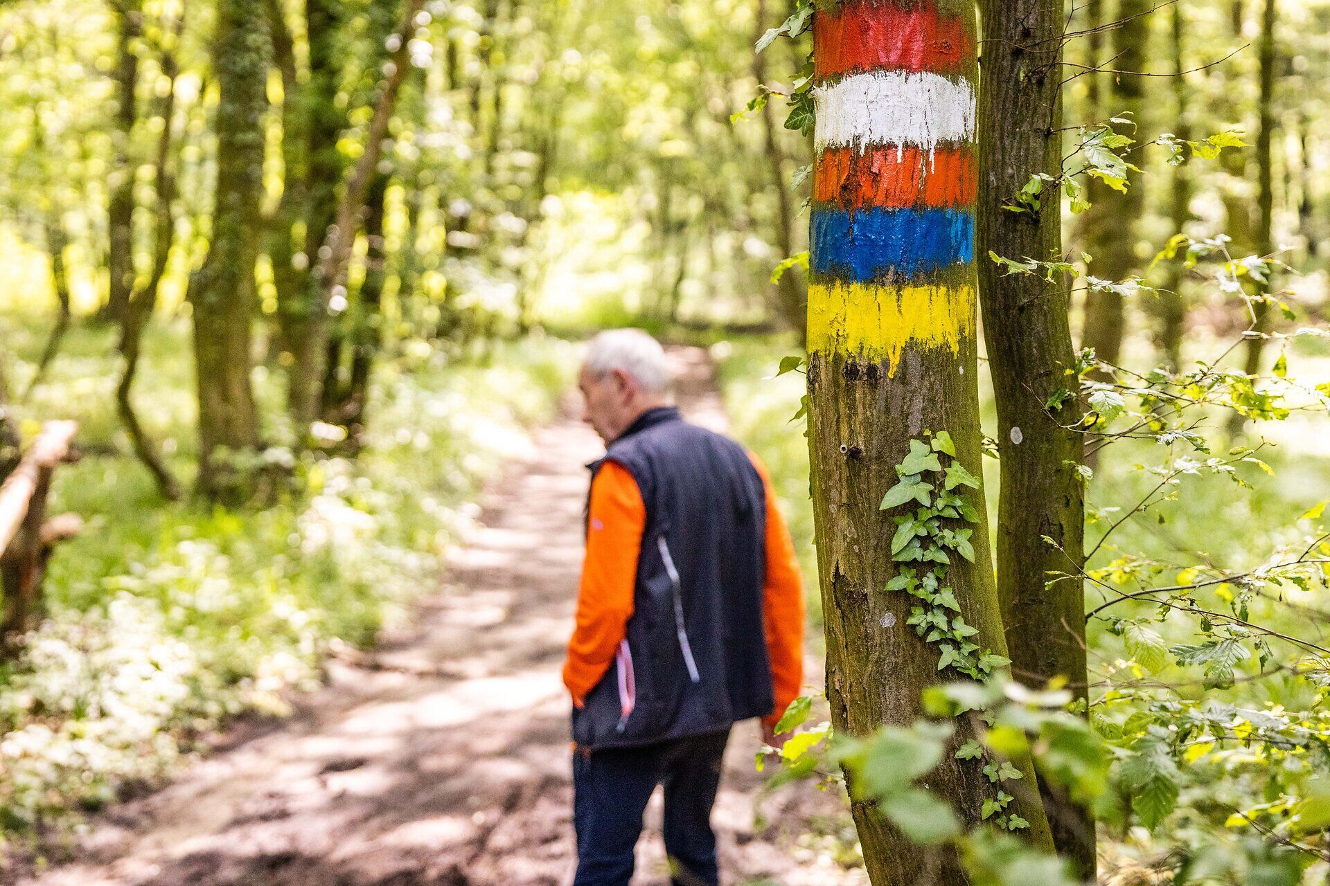 Man on a forest path. In the foreground a tree with colorful markings. 
