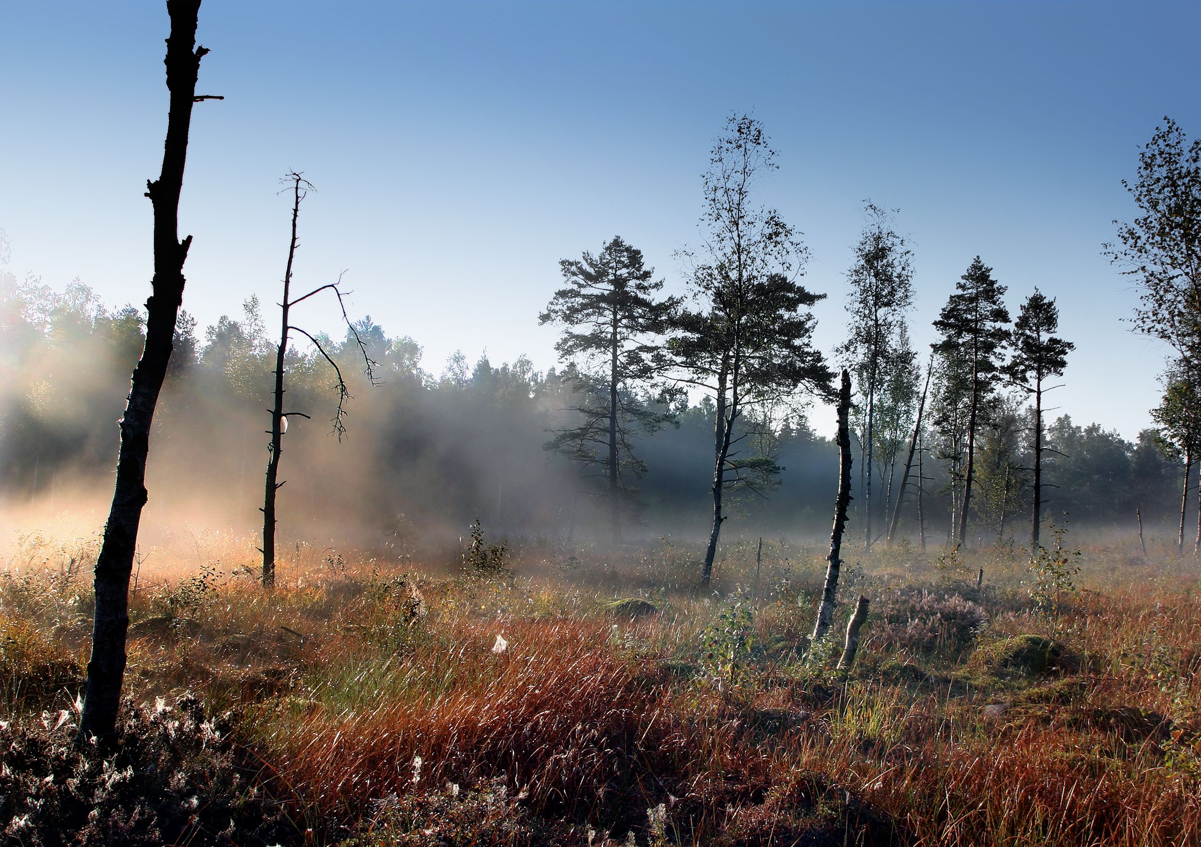 Fog in the Heidenreichstein moor with trees and grass in the foreground.