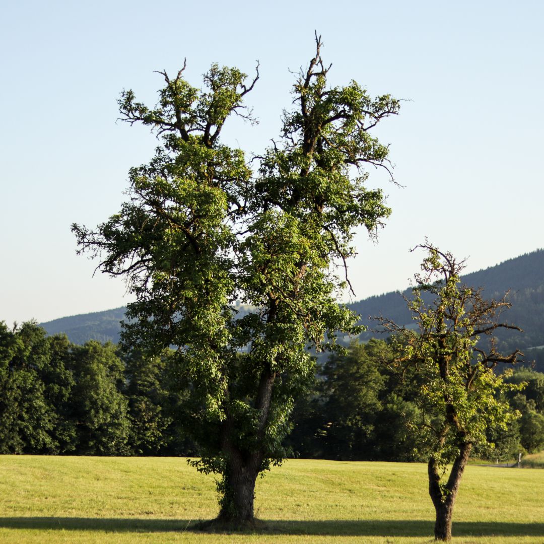Two old fruit trees in a meadow in front of a wooded hill.