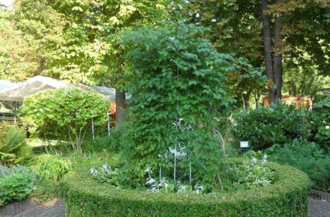 A well-kept garden with a round hedge and lush greenery, surrounded by trees.