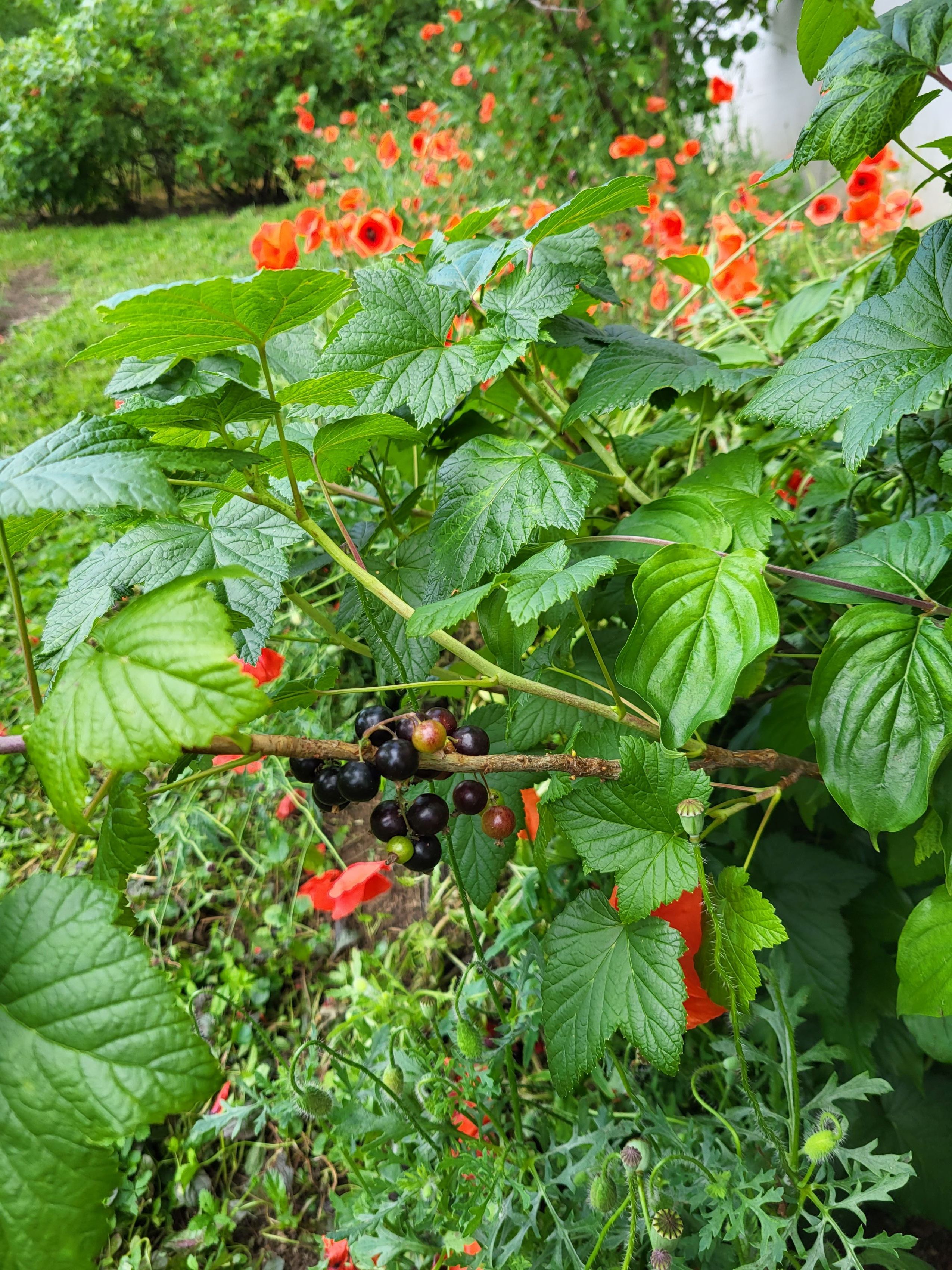 Blackcurrants on a bush with green leaves, surrounded by red flowers in the garden.