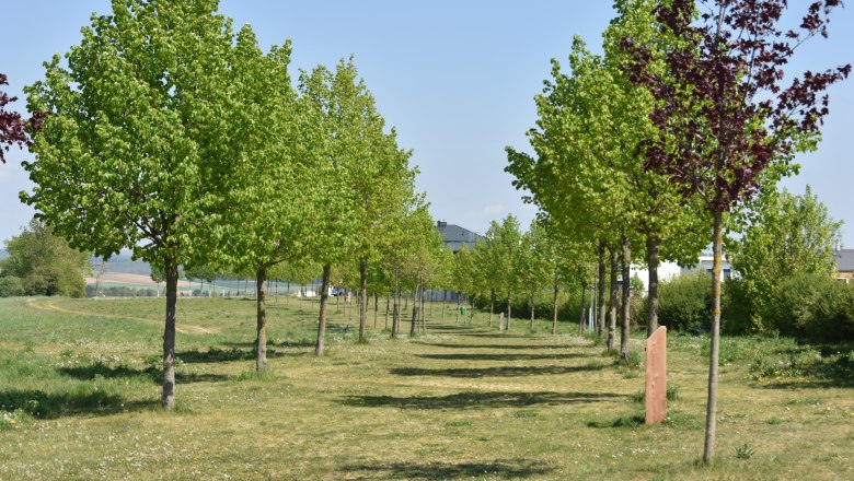 Avenue of Love, © StadtGemeinde Mistelbach / Mag. Mark Schönmann