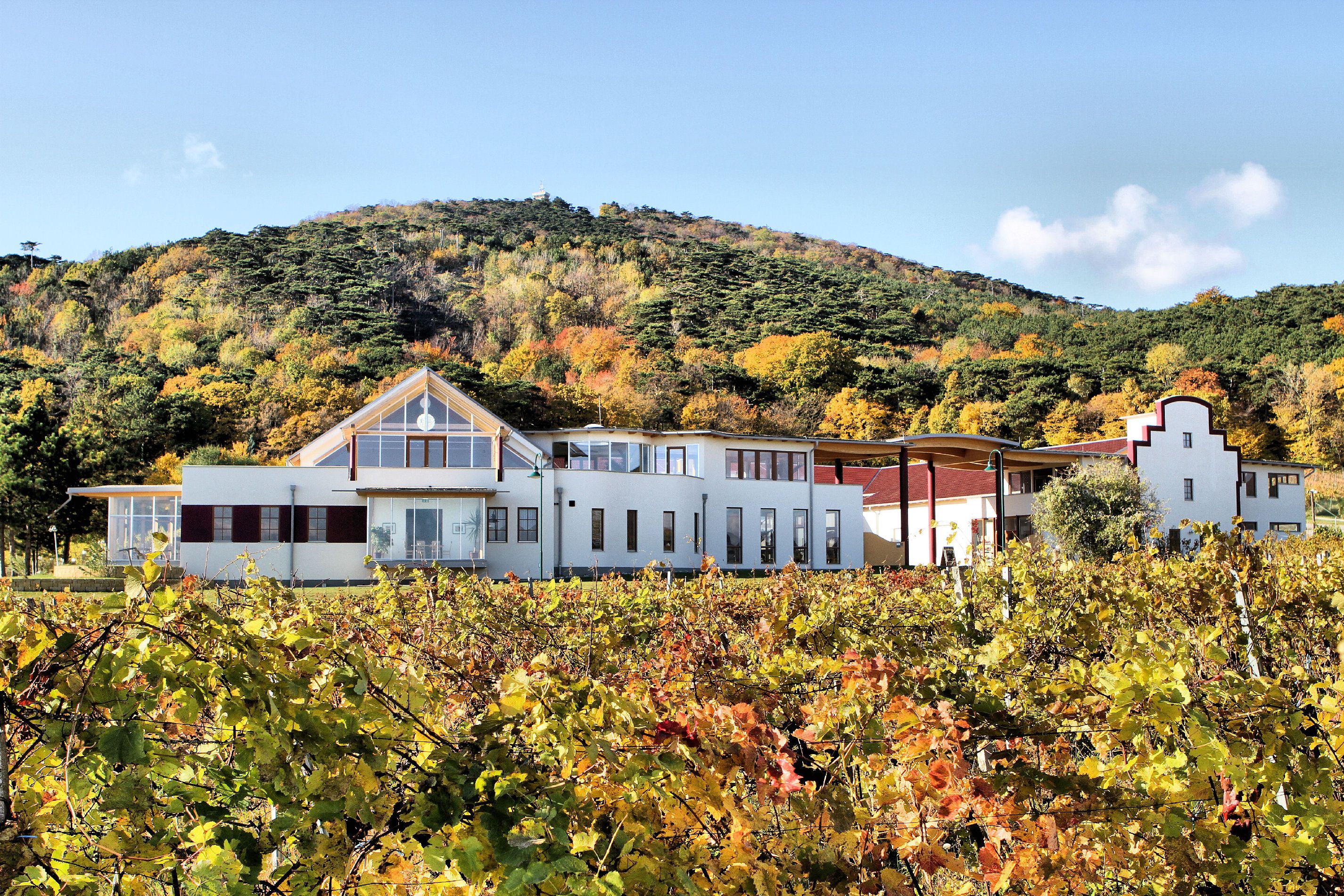 Winery with autumnal vines and wooded hill in the background.