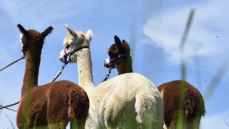 Dirndl Valley Alpaca, &copy; Marion Lorenz