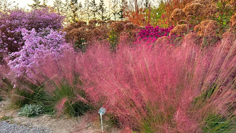 A garden with pink and purple flowering plants and grasses.