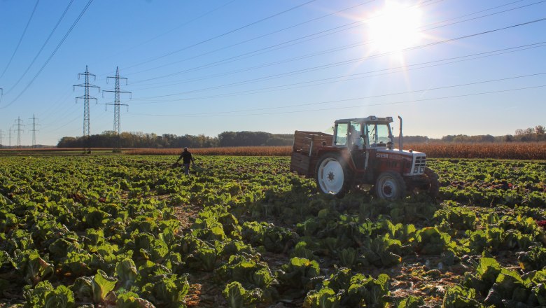 A tractor in a field of cabbage plants under a bright sun.