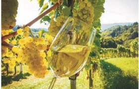 Viticulture "Luki", &copy; Ludwig Kirchhofer