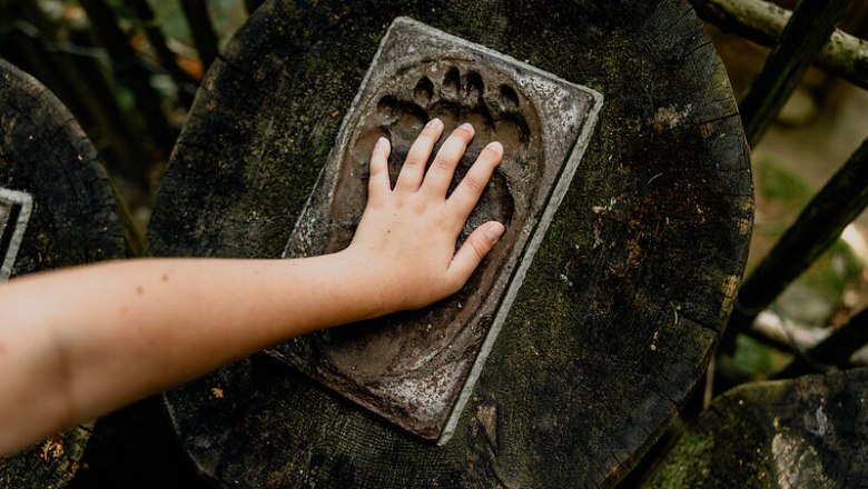 A child's hand lies on a bear's paw print in a log.
