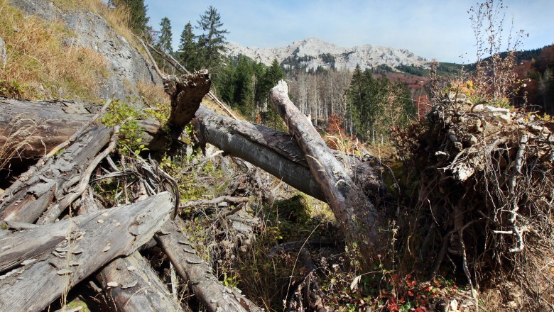 Fallen trees in the Dürrenstein wilderness area with mountains in the background.