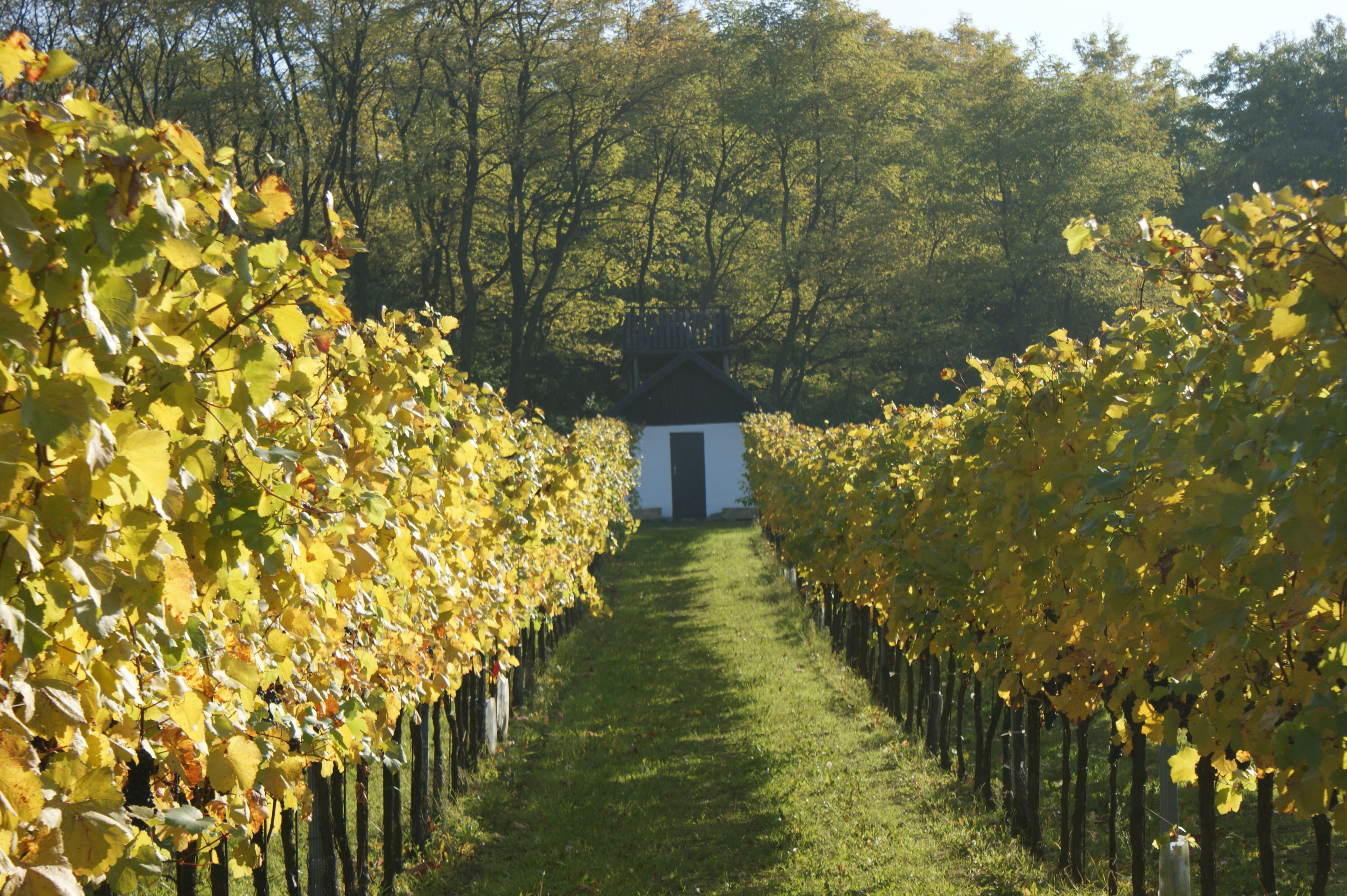Vineyard with Hiata hut in the background.