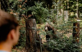 Arbesbach Bear Sanctuary, © Waldviertel Tourismus, Matthias Streibel